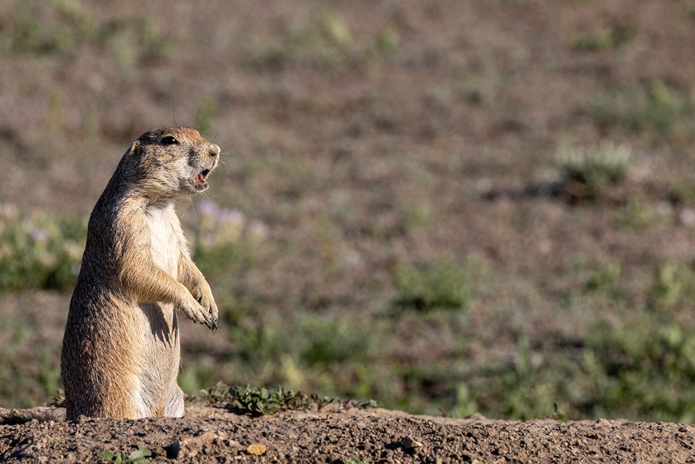 Prairie dogs in Theodore Roosevelt National Park, North Dakota, USA.